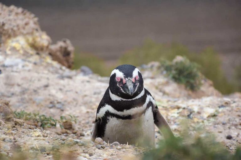 penguins on isla de magdalena near Punta Arenas in Patagonia