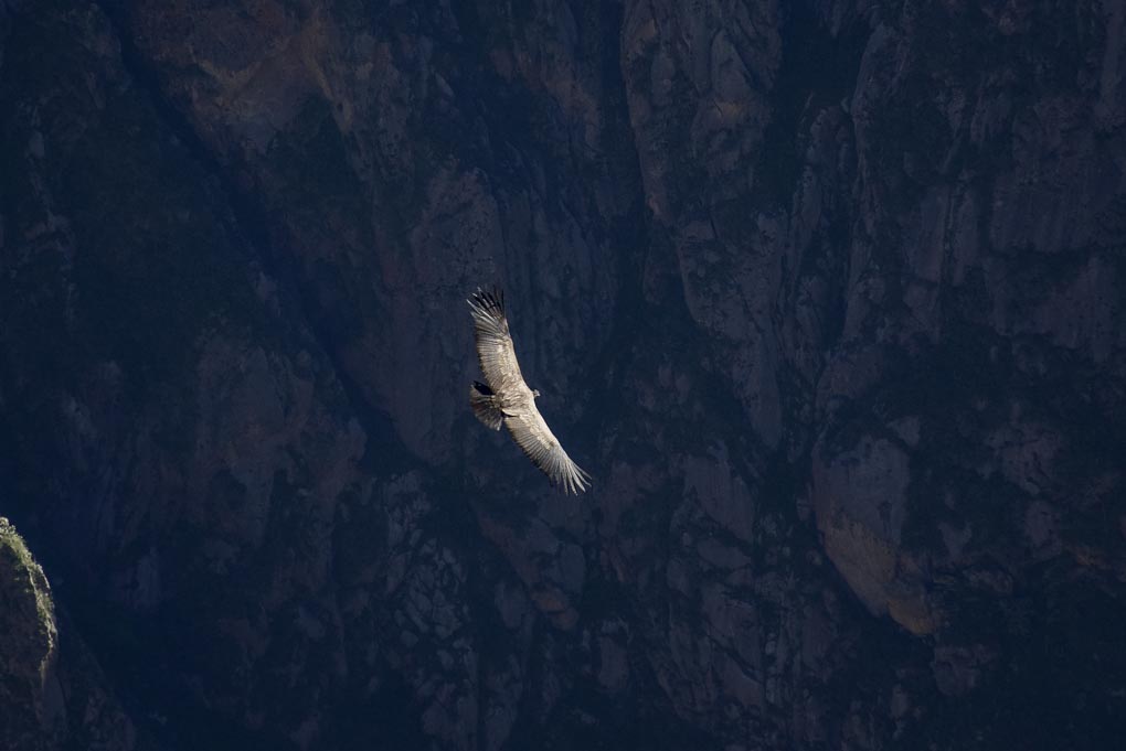 A condor fly's in the Colca Canyon, Peru