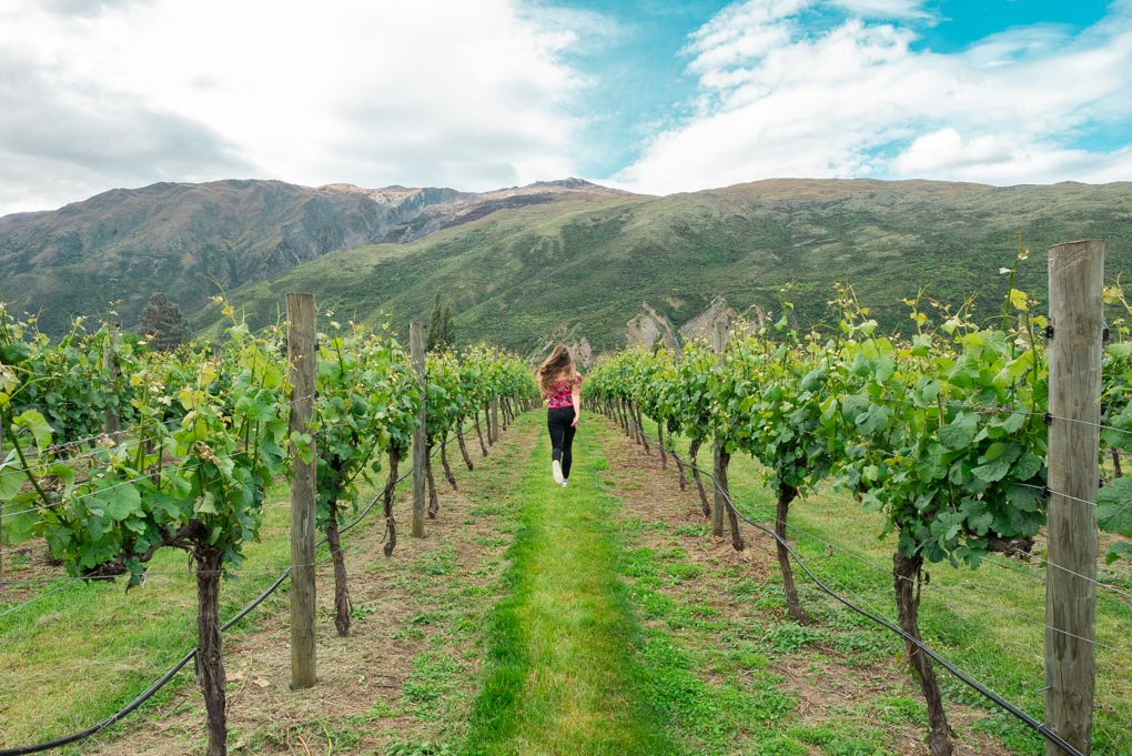 Bailey runs down some vines in the Gibbston Valley wine region