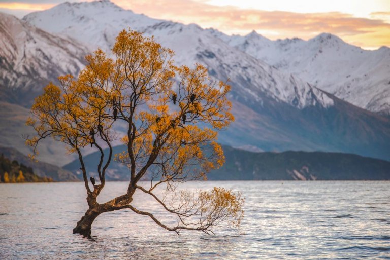 The Wanaka Tree in Wanaka, New Zealand at sunset