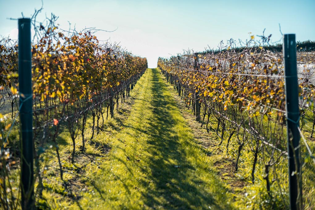 Martinborough Wine region, New Zealand
