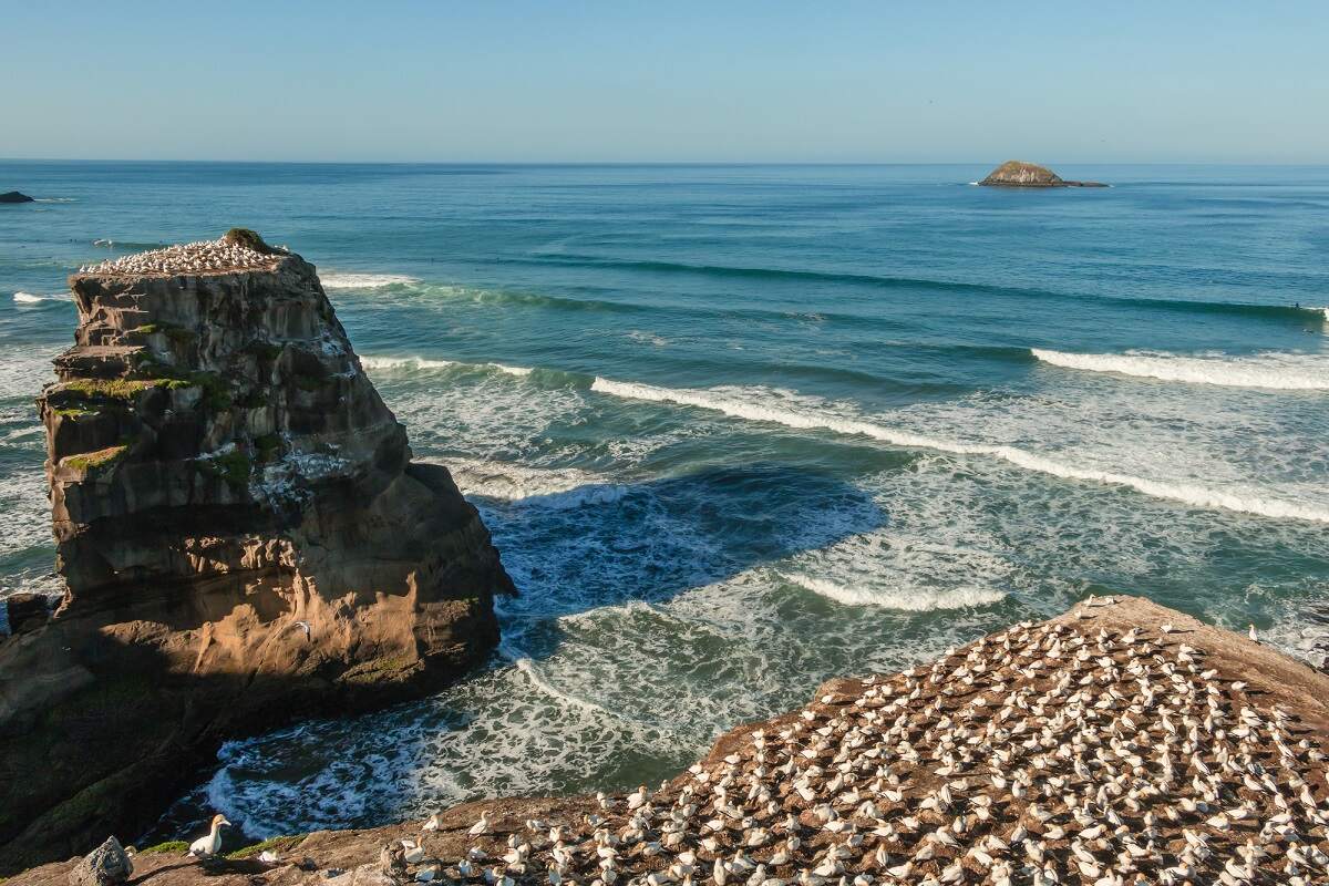 view of the birds at Muriwai Beach and the ocean