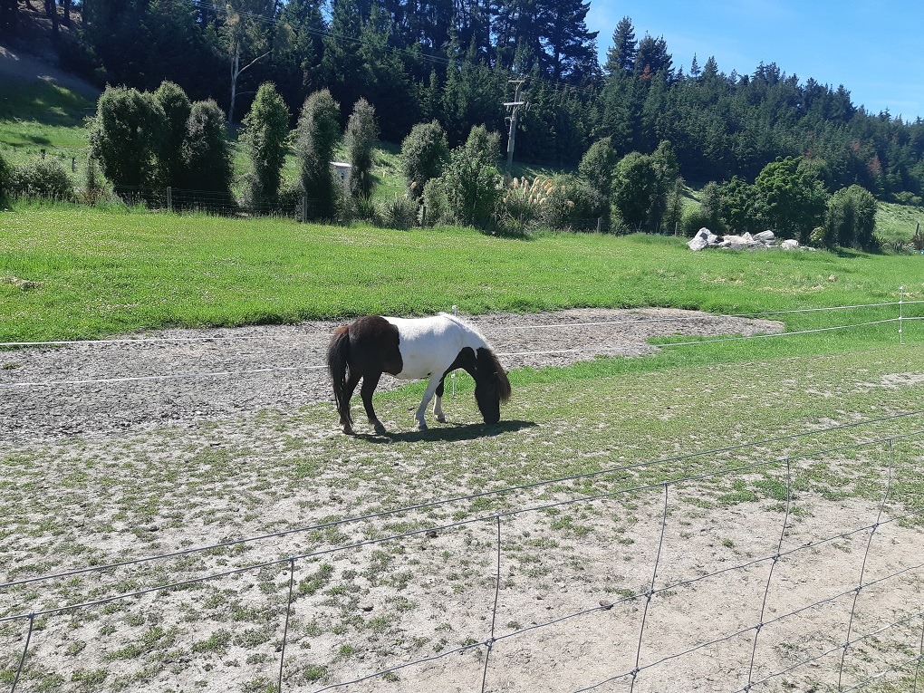 miniature horse at the wanaka lavender farm