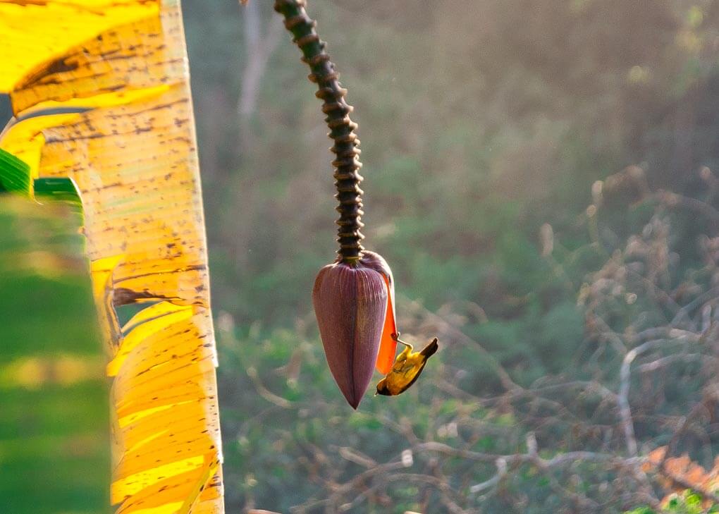 A bird in Minca feeds on a plant on a bird watchign tour