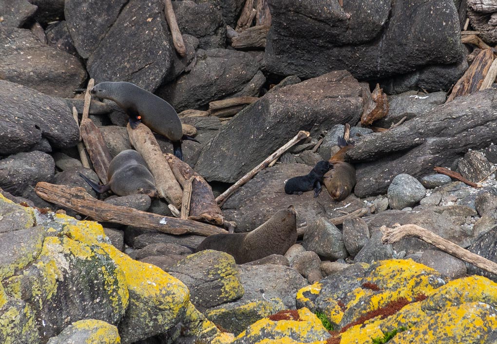Wild seals sit on rocks at Cape Foulwind, New Zealand