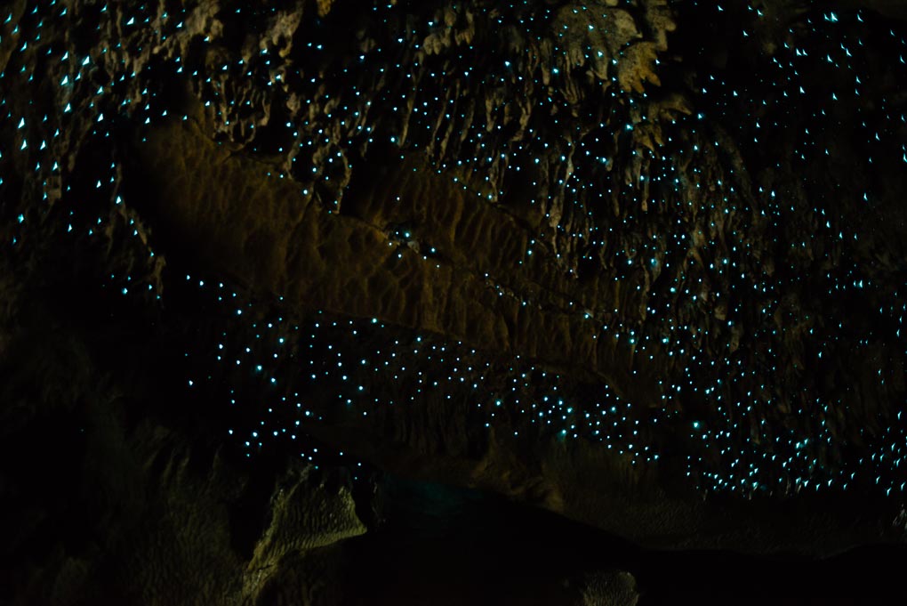Glow worms in the Kawiti Glow Worm Caves