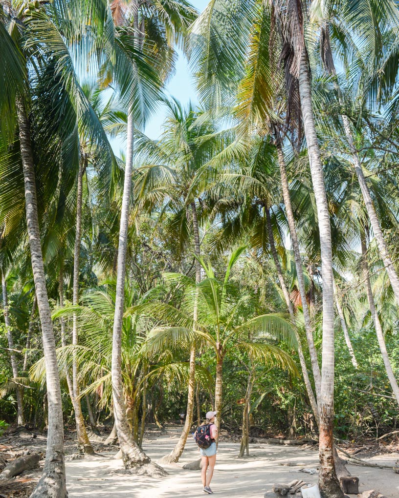 Bailey walks through palm trees in tayrona National Park
