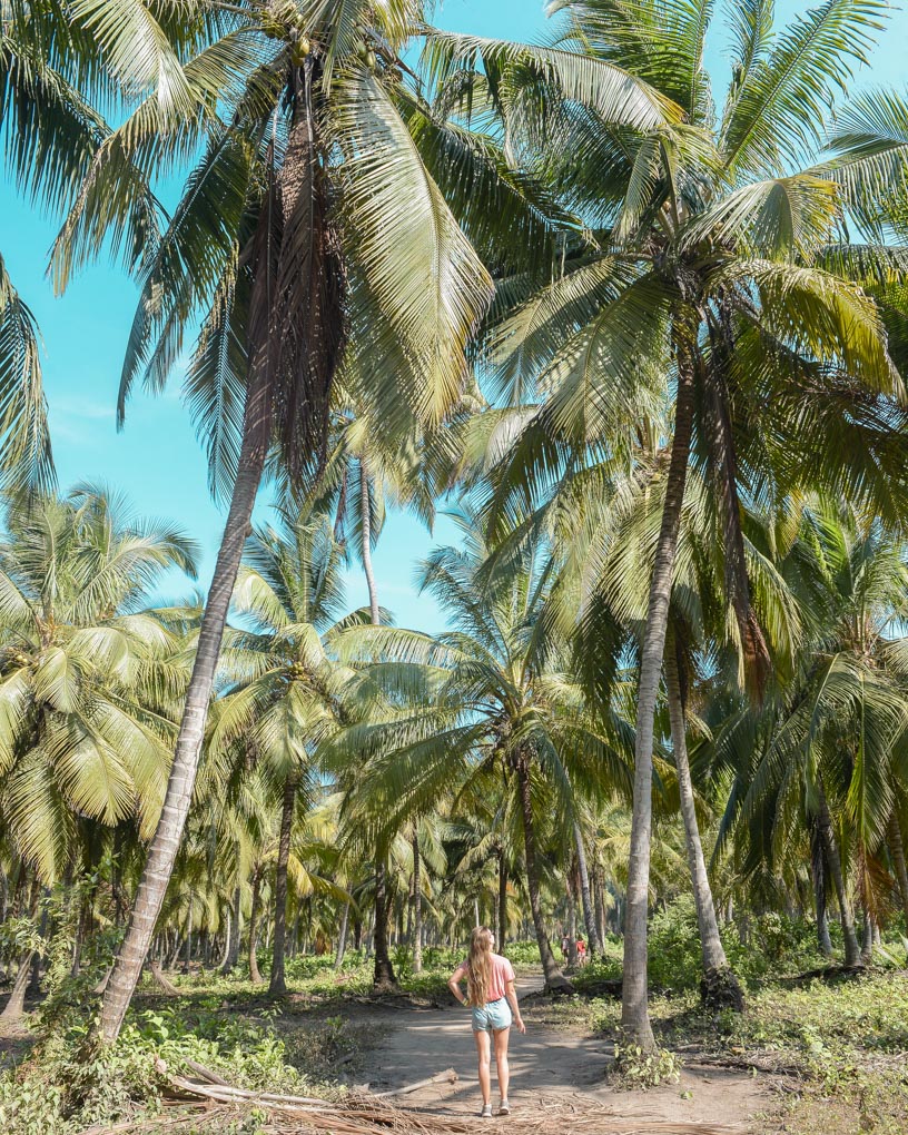 Bailey walks amoung palm trees in Tayrona National Park
