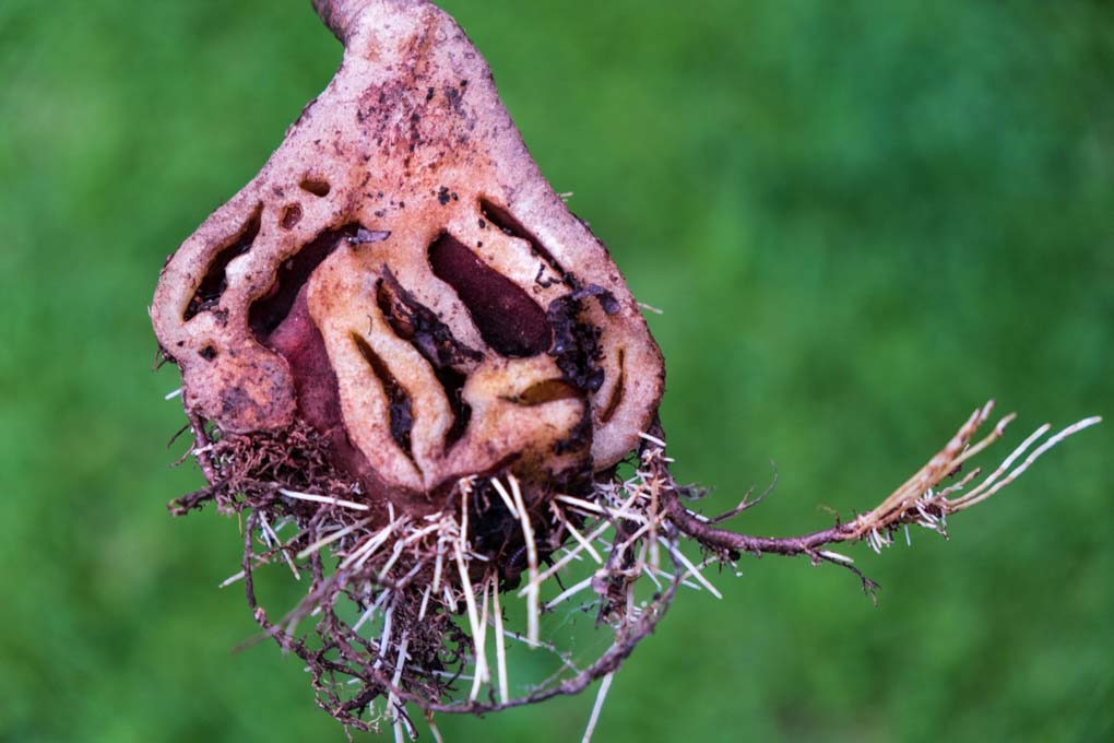 flower at thw waimakare farm forest