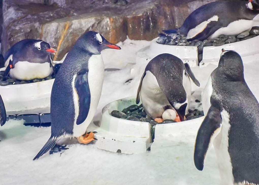 Penguins at SEA LIFE Aquarium Auckland