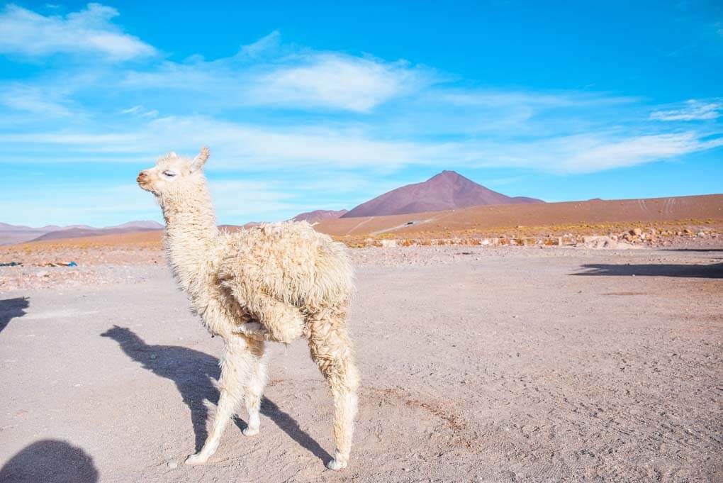 A llama poses for a photo at one of our stops on our Salar de uyuni tour