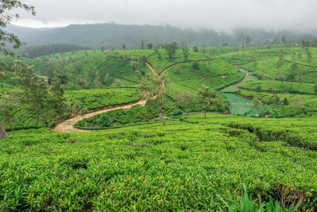 The views from our guest house in Nuwara Eliya
