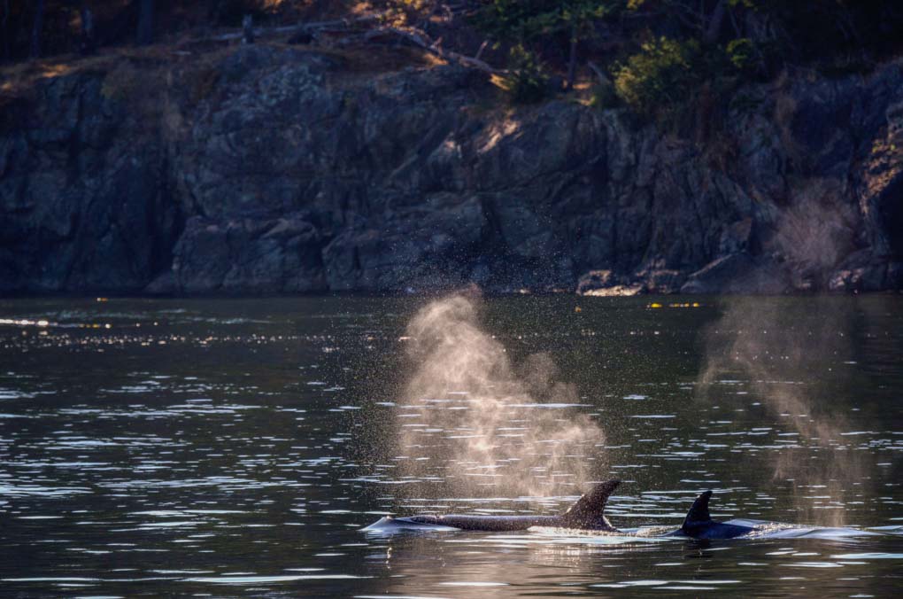 Orcas swim through the waters near Vancouver, Canada