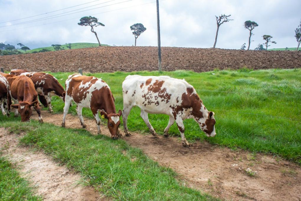Cows at New Zealand Farm in Nuwara Eliya