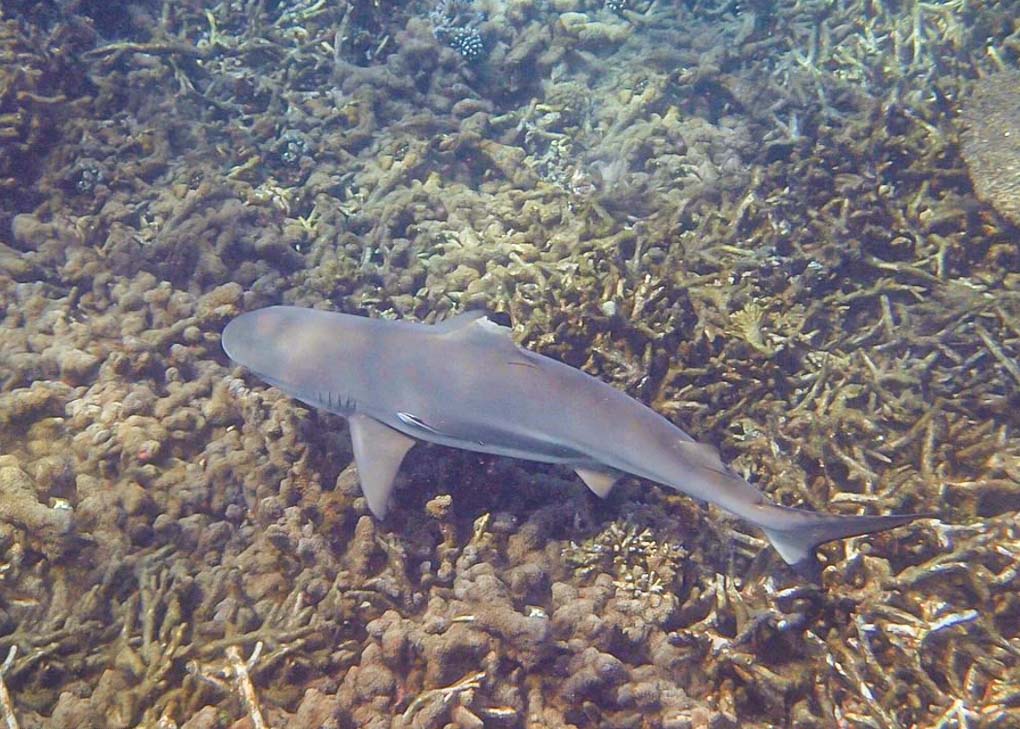 A shark swims at Pigeon Island, Sri Lanka