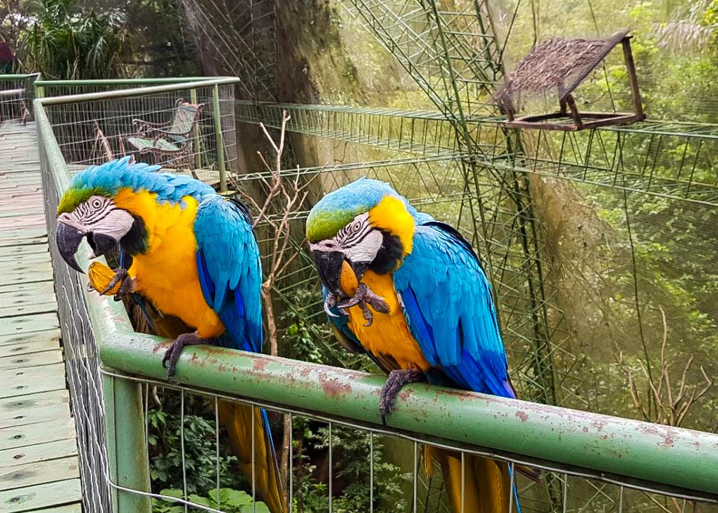 Two birds eat at the Guembe Biopark near Santa Cruz, Bolivia