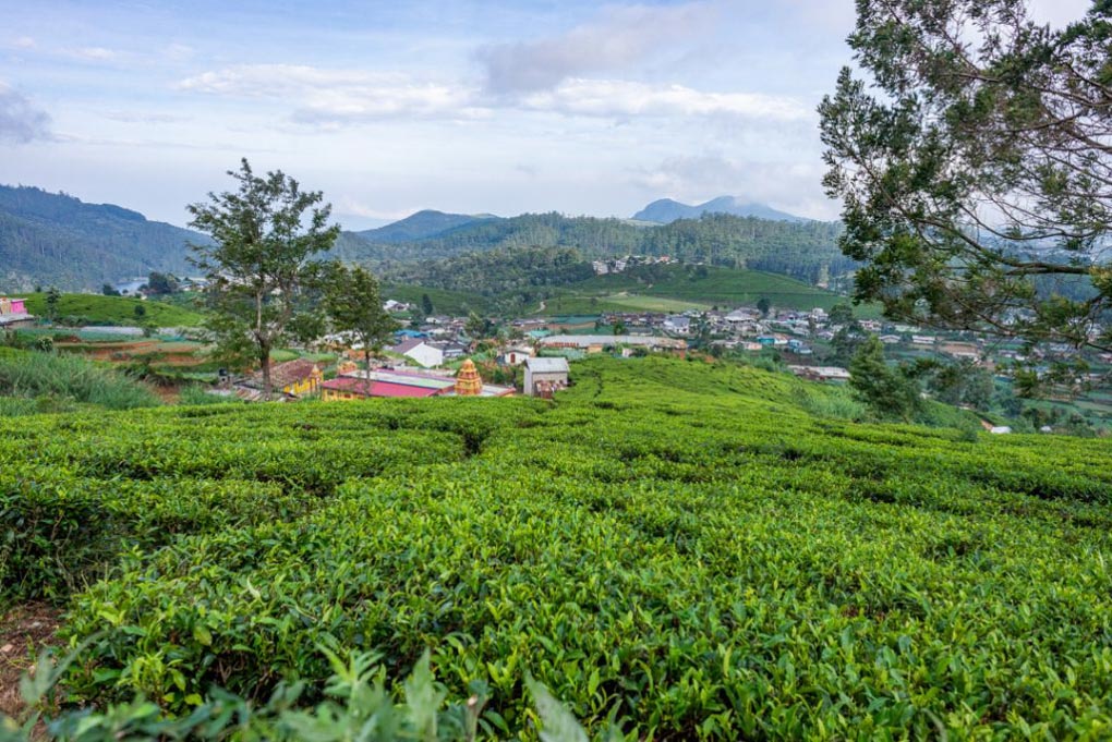Tea fields near Nuwara Eliya