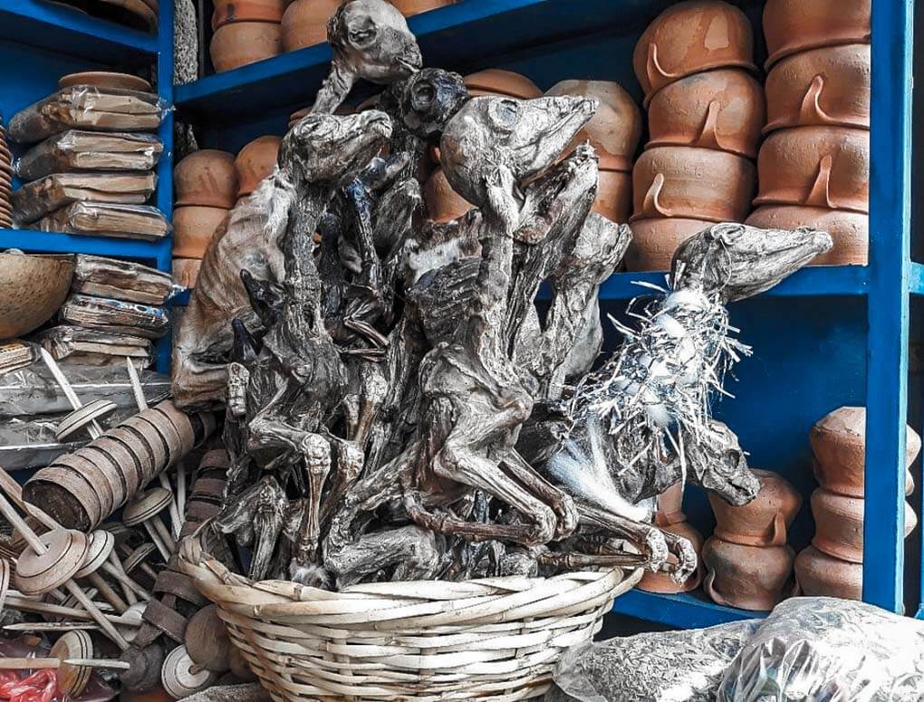 Dead animals on display at the Witches Market in La Paz, Bolivia