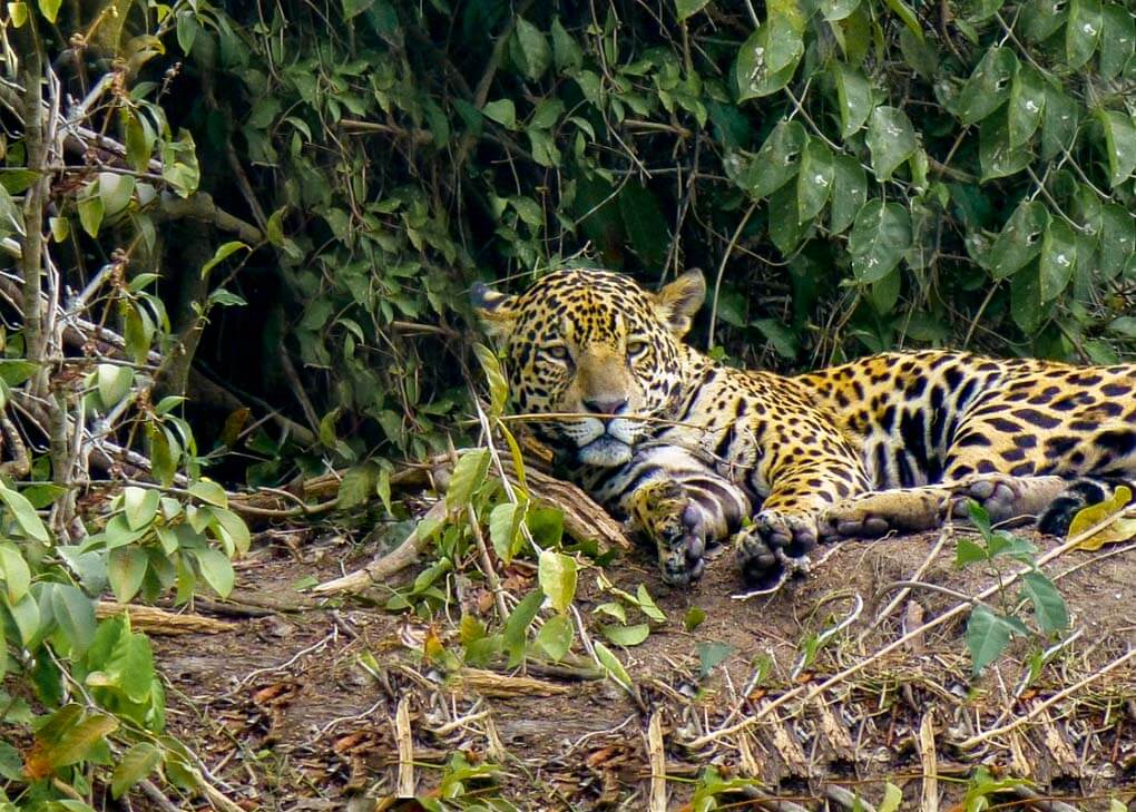 A jaguar sits on the bank of the river in Manaus in the Amazon Jungle
