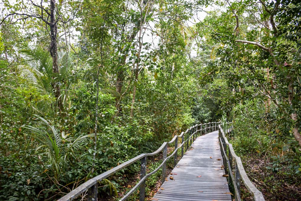 A wooden path in Cahuita National Park