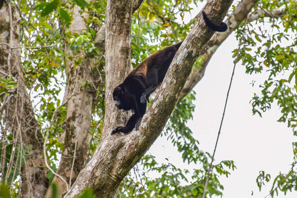 A howler monkey climbs a branch in Cahuita National Park, Costa Rica