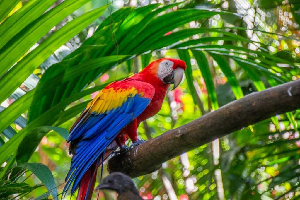 A parrot at a wildlife rescue center in Costa Rica