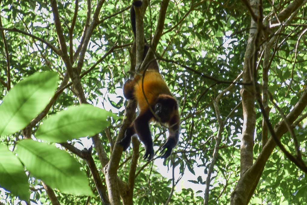 A howler monkey in a tree at Charco Verde, Ometepe