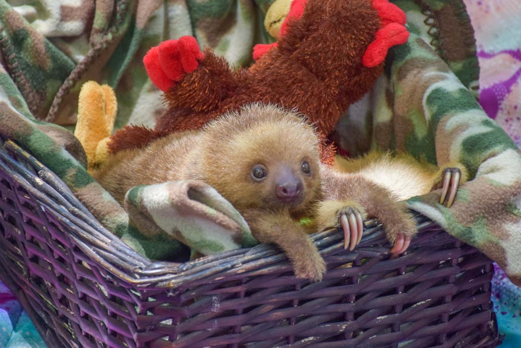 baby sloth at the Jaguar Rescue Center in Costa Rica
