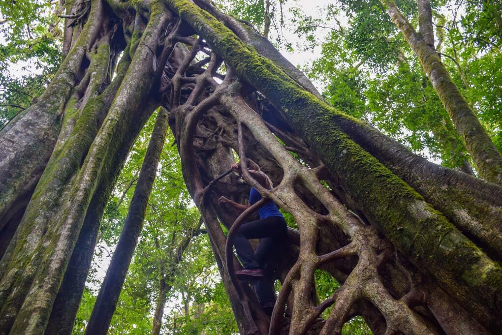 Bailey climbing the famous ficus tree in Monteverde