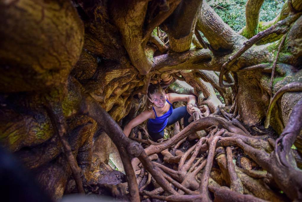 Climbing the famous Ficus Tree in Monteverde