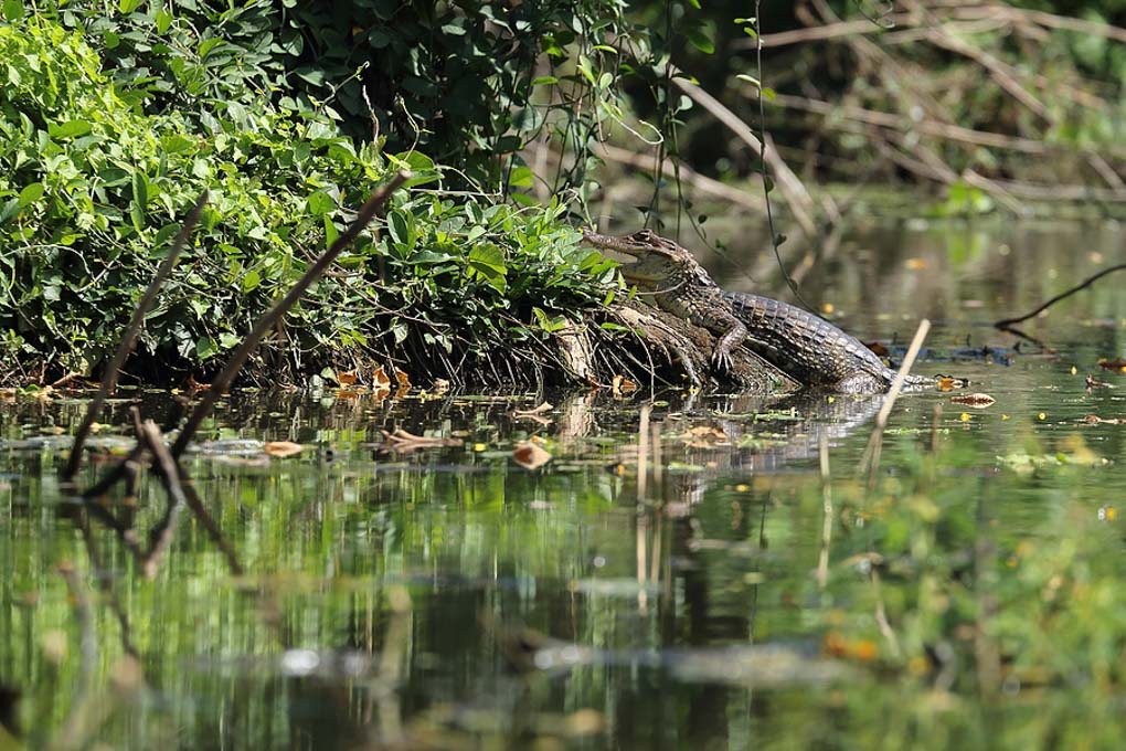 A camen in Rio Istian, Ometepe