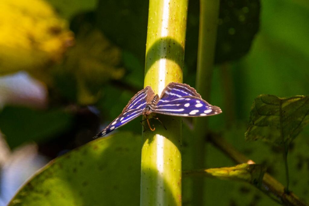 A butterfly at a butterfly garden in Costa Rica!