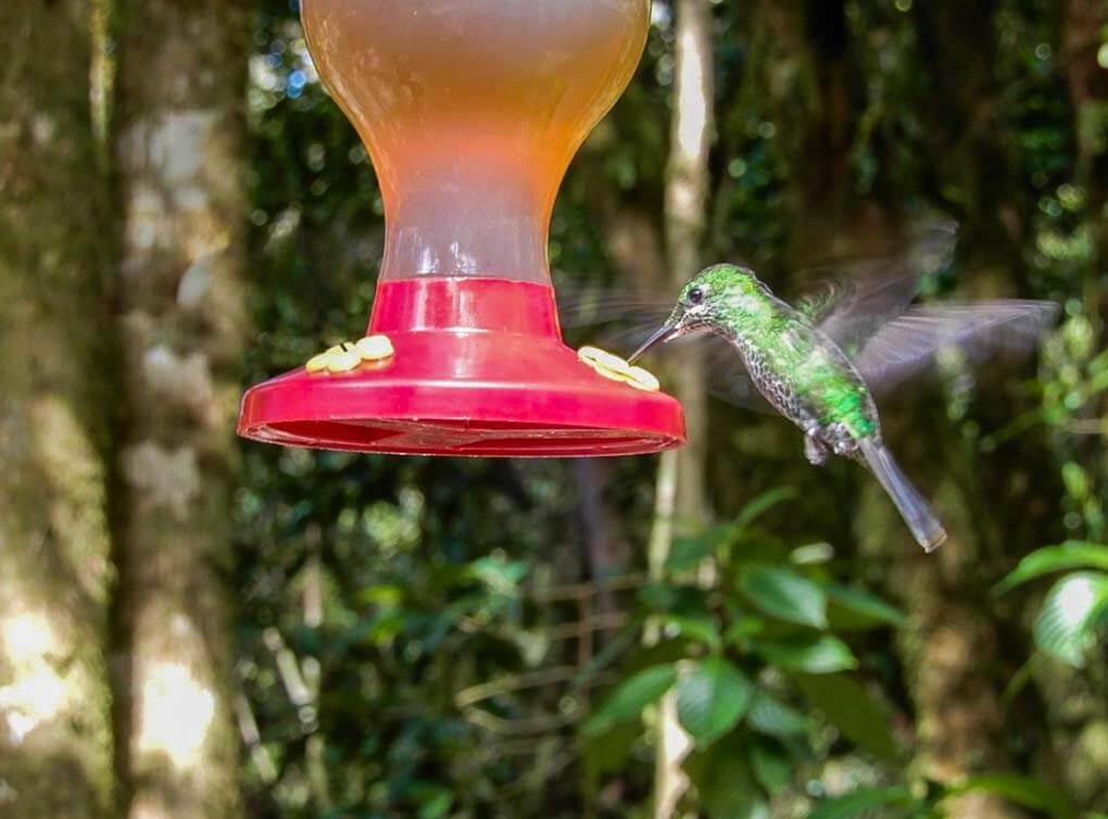 A hummingbird eats in the Hummingbird Garden in Monteverde, Costa Rica