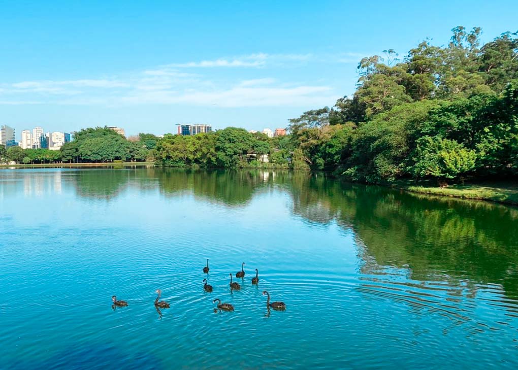 A pond in Ibirapuera Park, Soa Paulo, Brazil