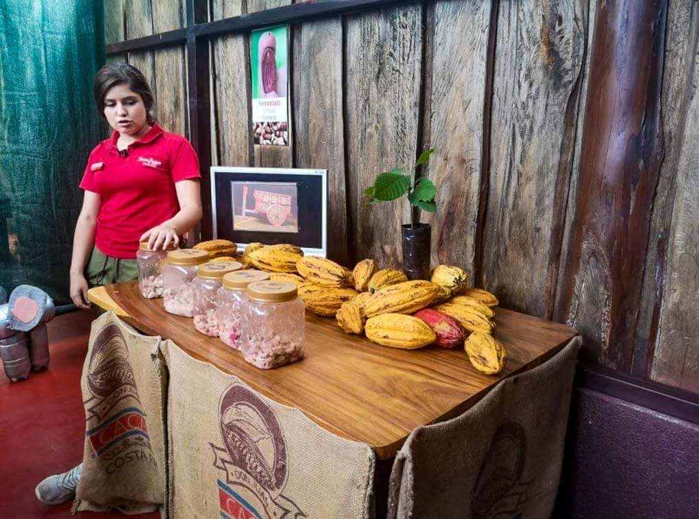A lady explains the Cacao plant on our chocolate, coffee and sugar cane tour in Monteverde!