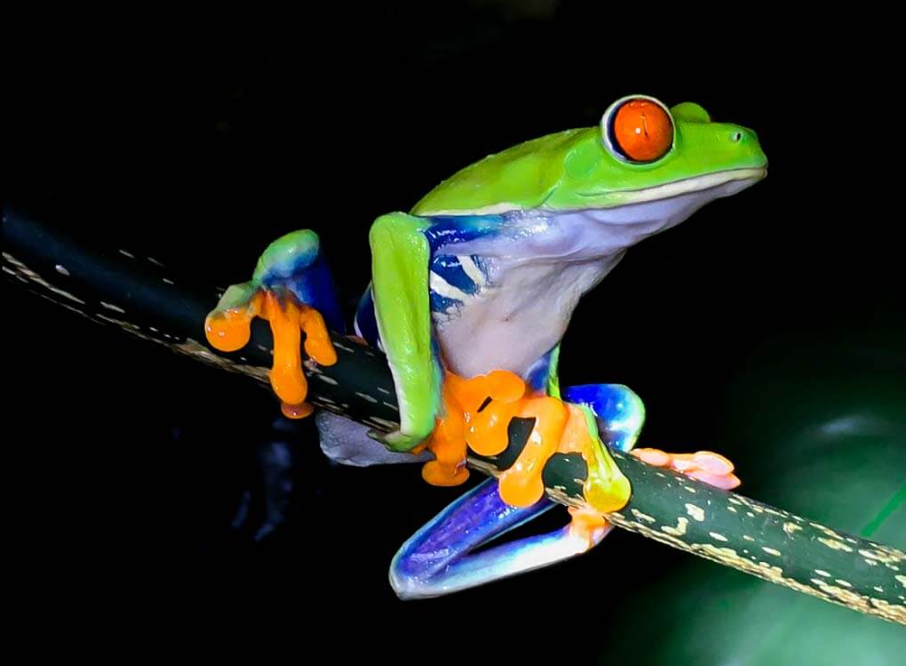 Red eyed green tree frog at the Frog Pond in Monteverde