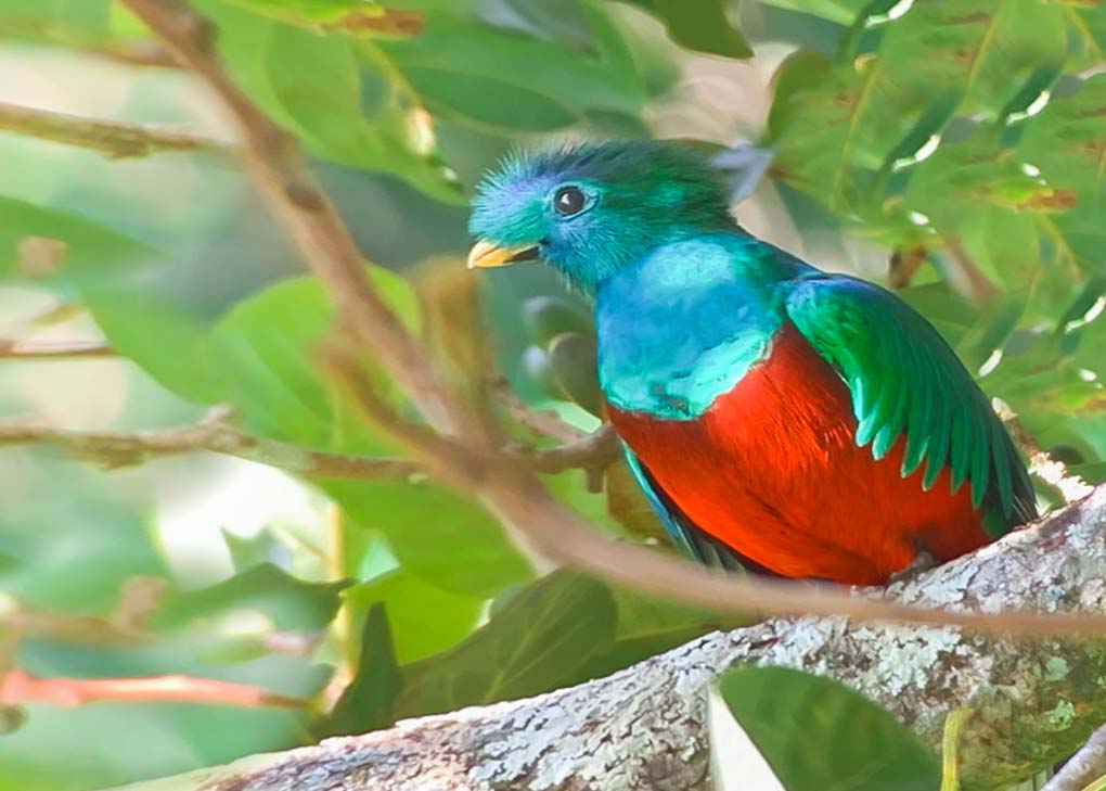 The Famous Quetzal in Monteverde!