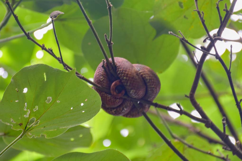 snake in a tree in costa rica