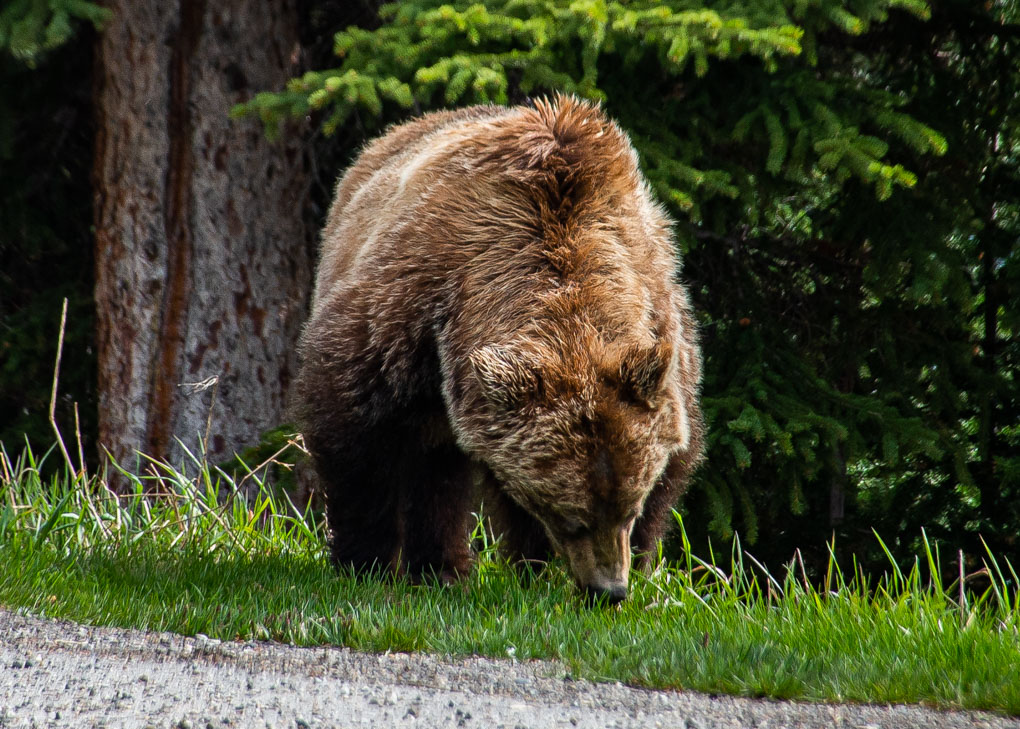 A grizzly beary near Canmore