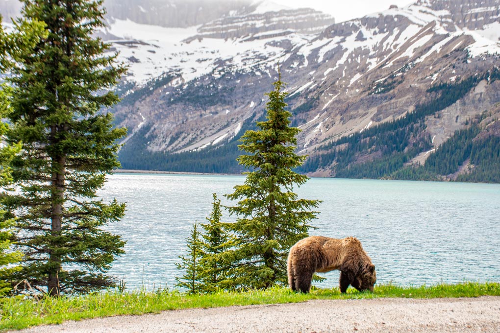 A bear eats grass at the Bow Lake viewpoint