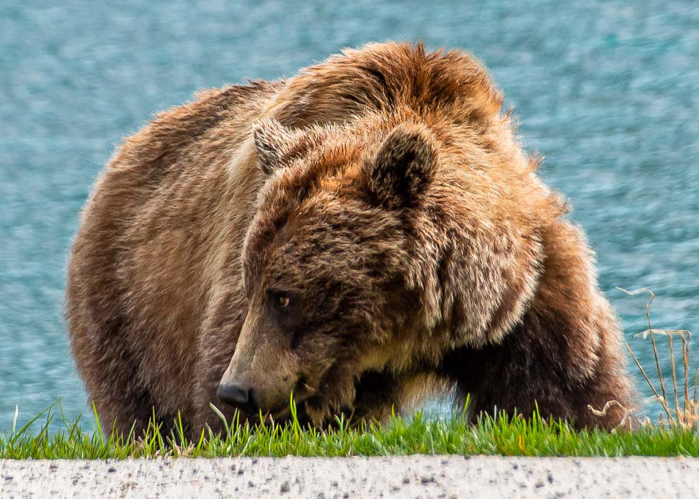 A grizzly bear in Jasper National park on a wildlife tour