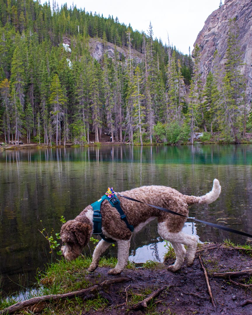 A dog takes a drink from Grassi Lakes, Canmore
