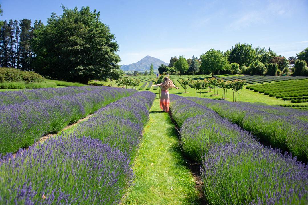 wanaka lavender farm is a romantic holiday destination in New Zealand
