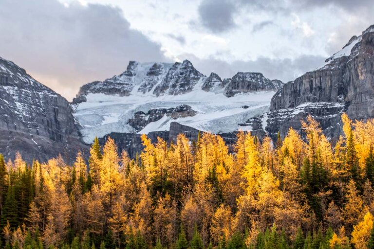 Larch trees with a moutain backdrop on the Larch Valley Trail during fall in Banff