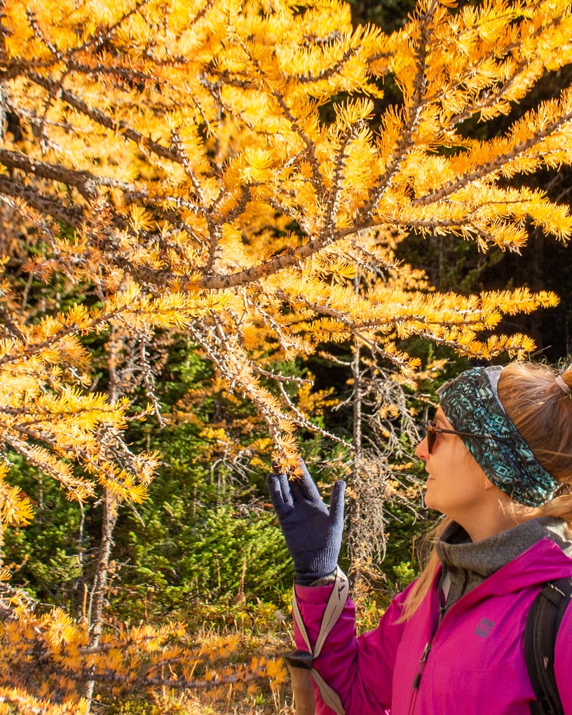 Bailey on the Larch Valley Trail checking out the larch trees up close during sunrise