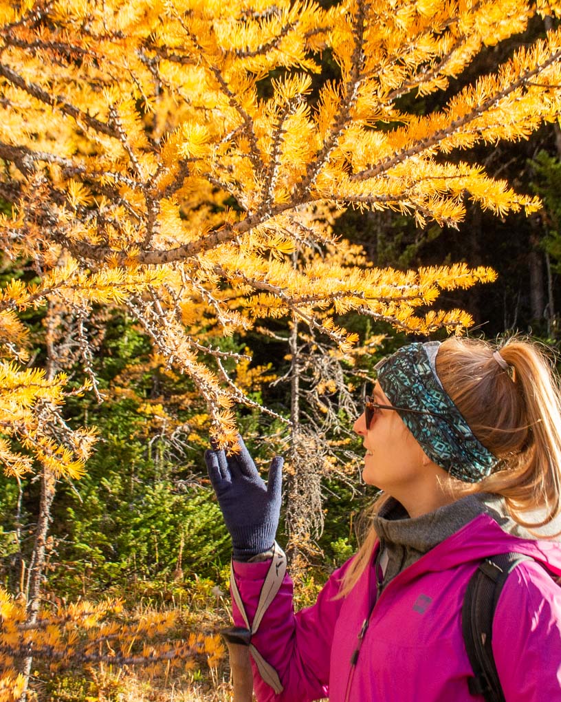 A lady inspects a larch tree on the Larch Valley Trail in Banff National Park