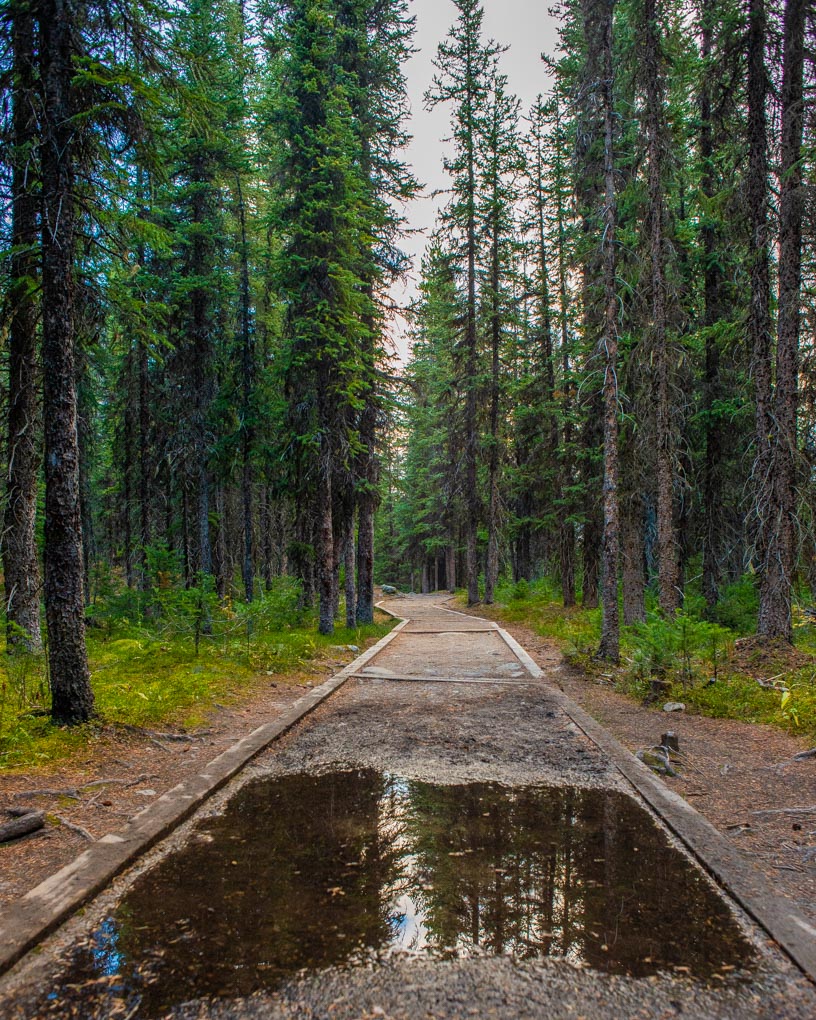 A puddle on the Consolation Lakes Trail