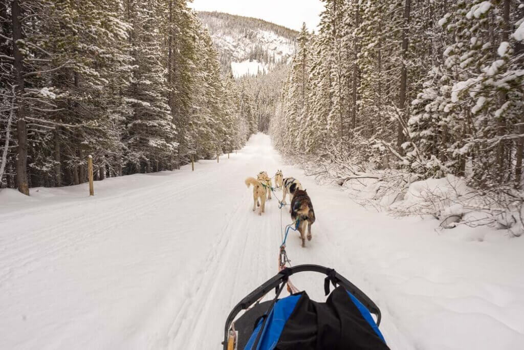 Dog sledding in Canmore, Alberta