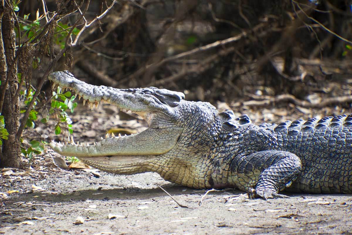 A large crocodile seen near Darwin Australia during the day