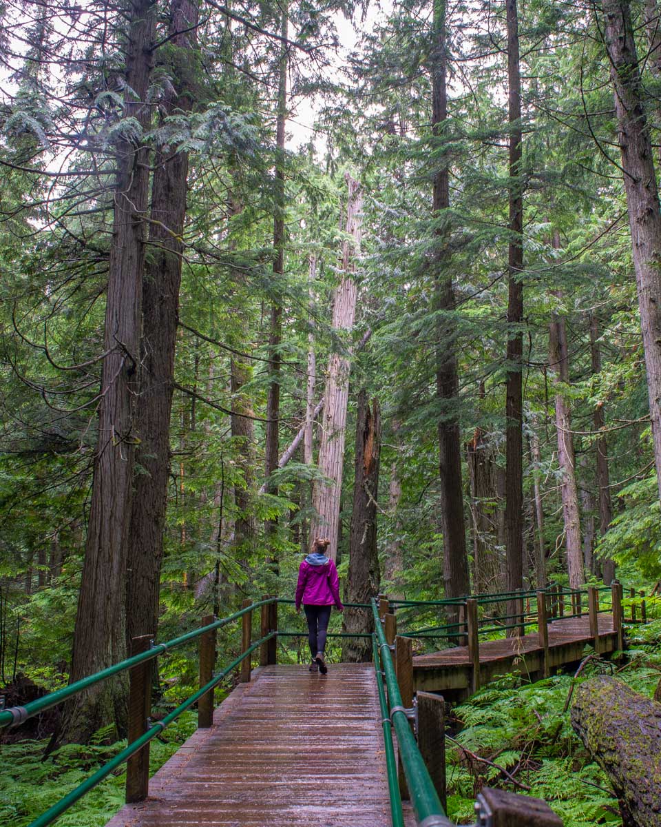 Hemlock Grove Boardwalk in Glacier National Park Canada